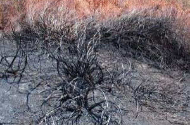 Incendiu in Parcul National Defileul Jiului