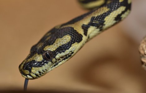 Un piton a fost gasit in pantoful din valiza unei turiste la intoarcerea dintr-o vacanta