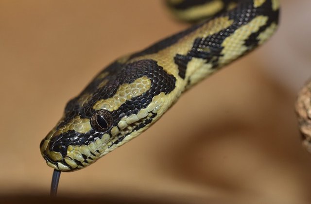 Un piton a fost gasit in pantoful din valiza unei turiste la intoarcerea dintr-o vacanta