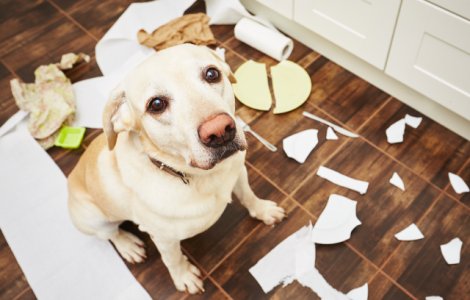  Top  Cu ce se ocupa cainii cand stapanii nu sunt prin preajma: 10+ imagini ale dezastrului