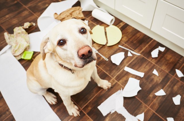 Cu ce se ocupa cainii cand stapanii nu sunt prin preajma: 10+ imagini ale dezastrului