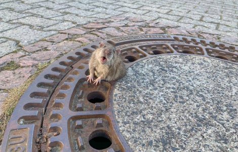 Operatiune de salvare a unui sobolan gras, care a ramas blocat intr-un capac de canal/ FOTO