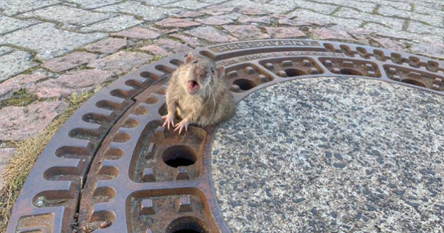Operatiune de salvare a unui sobolan gras, care a ramas blocat intr-un capac de canal/ FOTO
