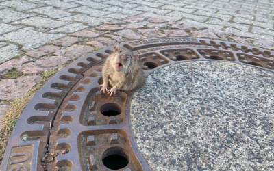 Operatiune de salvare a unui...