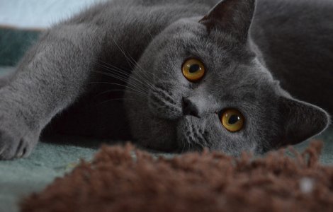  Top  8 lucruri din casa ta care pot fi toxice pentru pisici