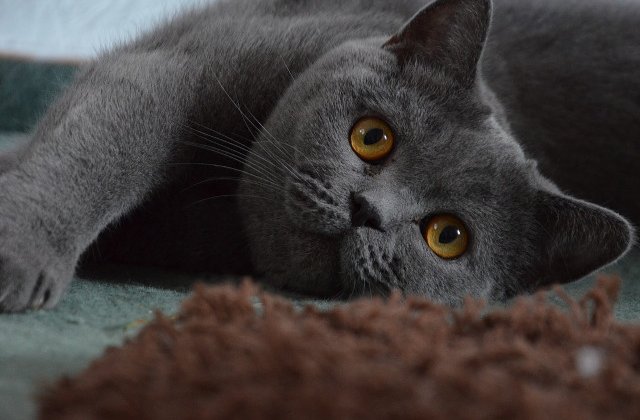 8 lucruri din casa ta care pot fi toxice pentru pisici