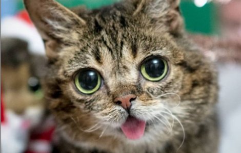  Top  Dragoste la prima vedere: 10+ animale simpatice de care te vei atasa