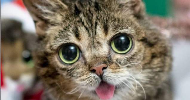  Top  Dragoste la prima vedere: 10+ animale simpatice de care te vei atasa