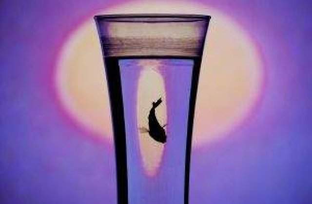 Ziua Mondiala a Apei: Romania, pe ultimul loc in UE la resursele de apa