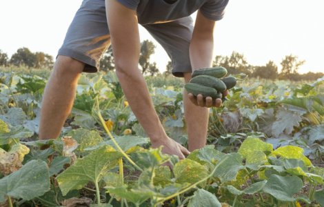 Cum obtii o cultura profitabila de castraveti: metode de cultivare si masuri de protectie
