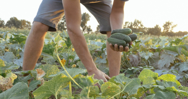 Cum obtii o cultura profitabila de castraveti: metode de cultivare si masuri de protectie