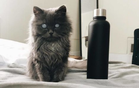 O pisica oarba face senzatie pe internet prin infatisarea sa aparte