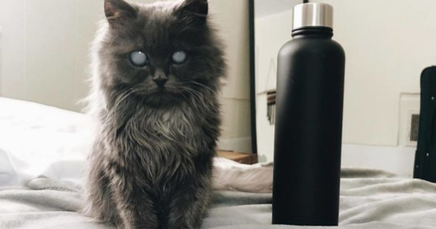 O pisica oarba face senzatie pe internet prin infatisarea sa aparte