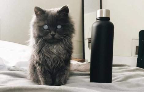 O pisica oarba face senzatie pe internet prin infatisarea sa aparte