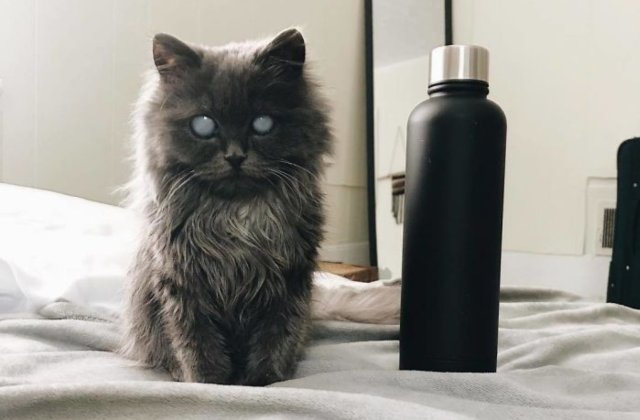 O pisica oarba face senzatie pe internet prin infatisarea sa aparte