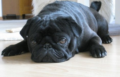 Caine scos la vanzare pentru plata datoriilor la stat ale stapanului