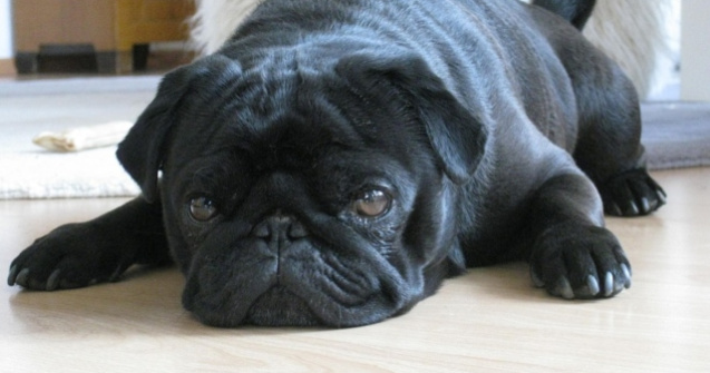 Caine scos la vanzare pentru plata datoriilor la stat ale stapanului