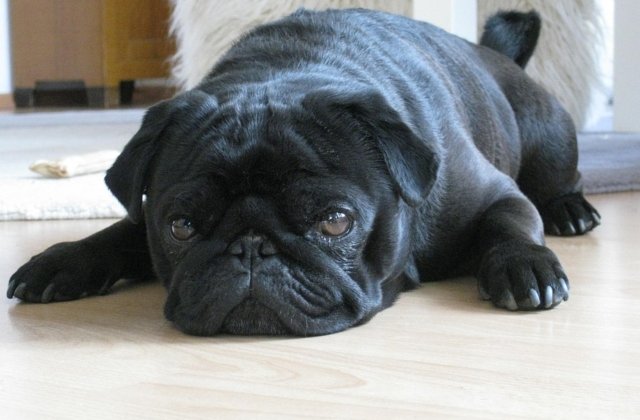 Oficialii unui orasel din Germania au scos la vanzare cainele unui barbat pentru a recupera taxele neplatite ale stapanului