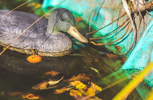 Mai multe rate de plastic, amplasate pe un lac din Glasgow pentru a descuraja oamenii sa hraneasca pasarile