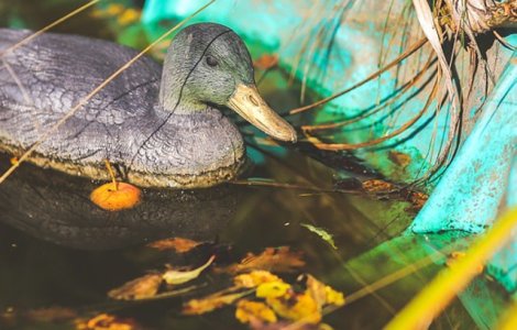 Mai multe rate de plastic, amplasate pe un lac din Glasgow pentru a descuraja oamenii sa hraneasca pasarile