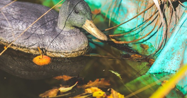 Mai multe rate de plastic, amplasate pe un lac din Glasgow pentru a descuraja oamenii sa hraneasca pasarile