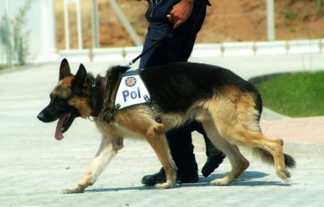 Stire: Un om a muscat un caine