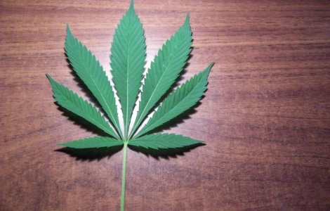 Cum arata prima locuinta construita din CANEPA