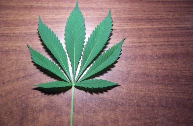 Cum arata prima locuinta construita din CANEPA