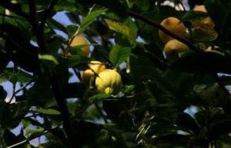 Peste 60% din comerciantii de produse ecologice insala consumatorii