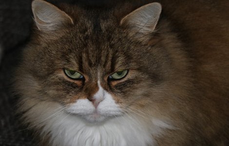  Top  Nu par dornice de afectiune: 10+ pisici cu priviri de-a dreptul...