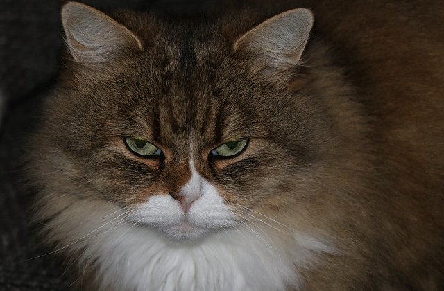 Nu par dornice sa fie mangaiate: 10+ pisici cu priviri de-a dreptul malefice