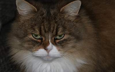 Nu par dornice sa fie...