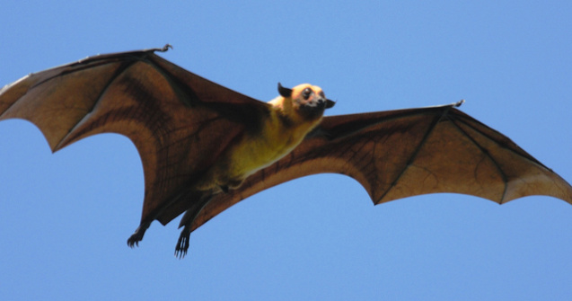 Mauritius: Vulpile zburatoare, in pericol de disparitie, dupa ce autoritatile au ucis peste 50.000 de exemplare