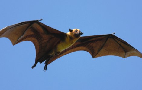 Mauritius: Vulpile zburatoare, in pericol de disparitie, dupa ce autoritatile au ucis peste 50.000 de exemplare