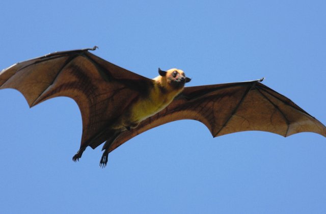 Mauritius: Vulpile zburatoare, in pericol de disparitie, dupa ce autoritatile au ucis peste 50.000 de exemplare