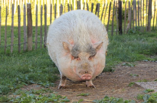 Un cuplu din Canada a mancat purcelul pe care l-a adoptat de la un adapost de animale