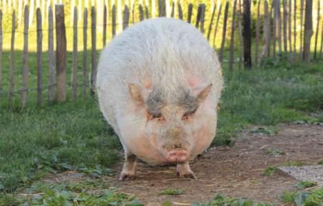Un cuplu din Canada a mancat purcelul pe care l-a adoptat de la un adapost de animale