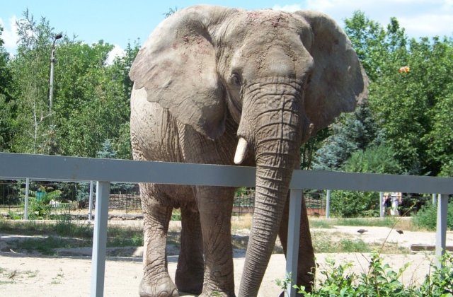 "Cel mai trist elefant din lume" a murit dupa 43 de ani de captivitate
