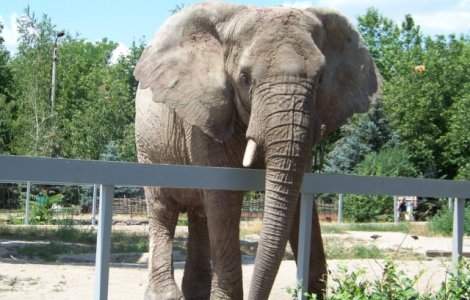 Elefantul care a trait singur 43 de ani intr-un zoo a murit