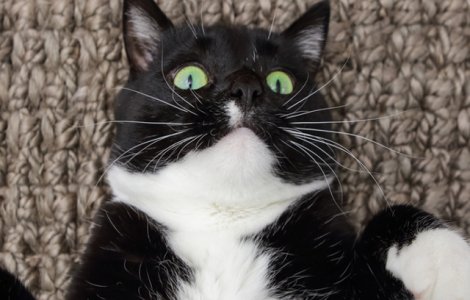 Motanul cleptoman Theo i-a adus stapanei o punga in care se aflau 26 de lire sterline / VIDEO