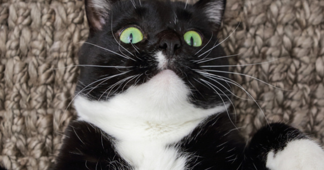 Motanul cleptoman Theo i-a adus stapanei o punga in care se aflau 26 de lire sterline / VIDEO