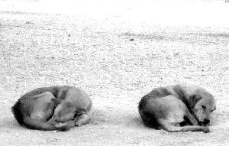 Romania: 19 milioane de locuitori si 150.000 de maidanezi