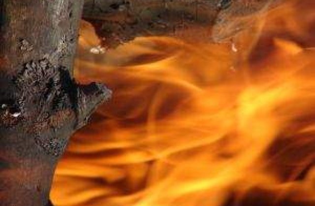 Padurile de pe Valea Oltului, mistuite de flacari