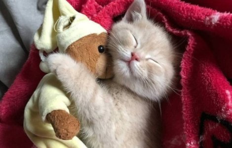  Top  10+ imagini care arata afectiunea nemarginita a animalelor pentru diverse obiecte