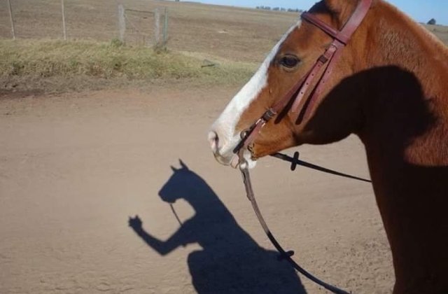 10+ imagini amuzante care te-ar putea face sa te indoiesti de ceea ce vezi