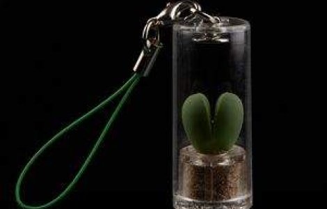 BabyTree, ultima frontiera atinsa in lumea cadourilor