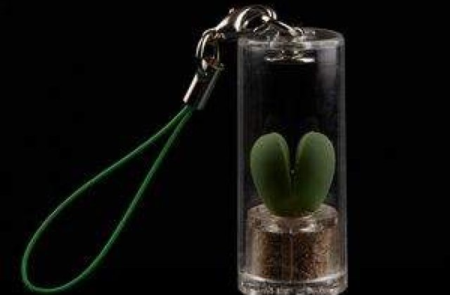 BabyTree, ultima frontiera atinsa in lumea cadourilor