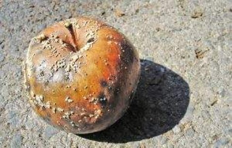 Amenzi 130.000 de lei pentru comerciantii de alimente din Bucuresti