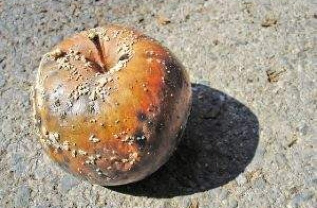 Amenzi 130.000 de lei pentru comerciantii de alimente din Bucuresti