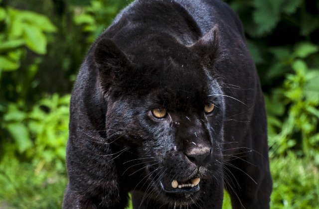 O femeie care a escaladat o bariera pentru a-si face un selfie, atacata de un jaguar la gradina zoologica